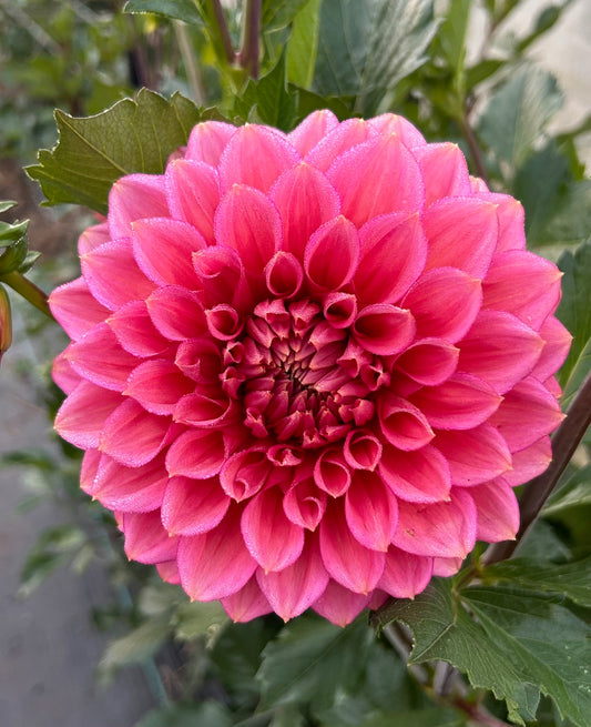 Florelie Guava - Dahlia Tuber