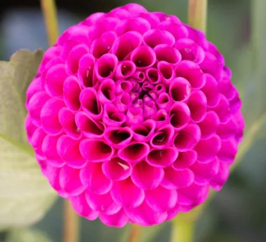 Florelie Hayley - Dahlia Tuber