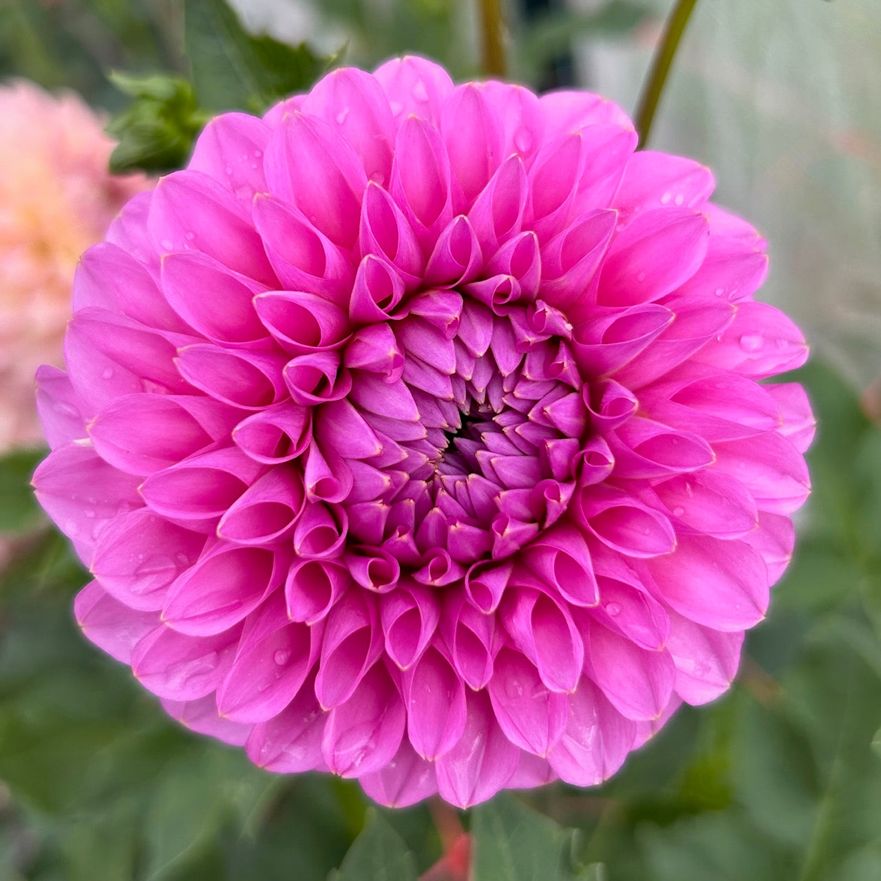 Florelie Lizzie Lou - Dahlia Tuber