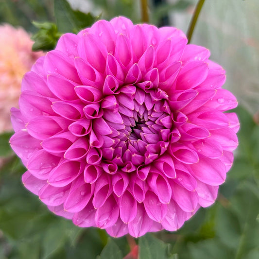 Florelie Lizzie Lou - Dahlia Tuber