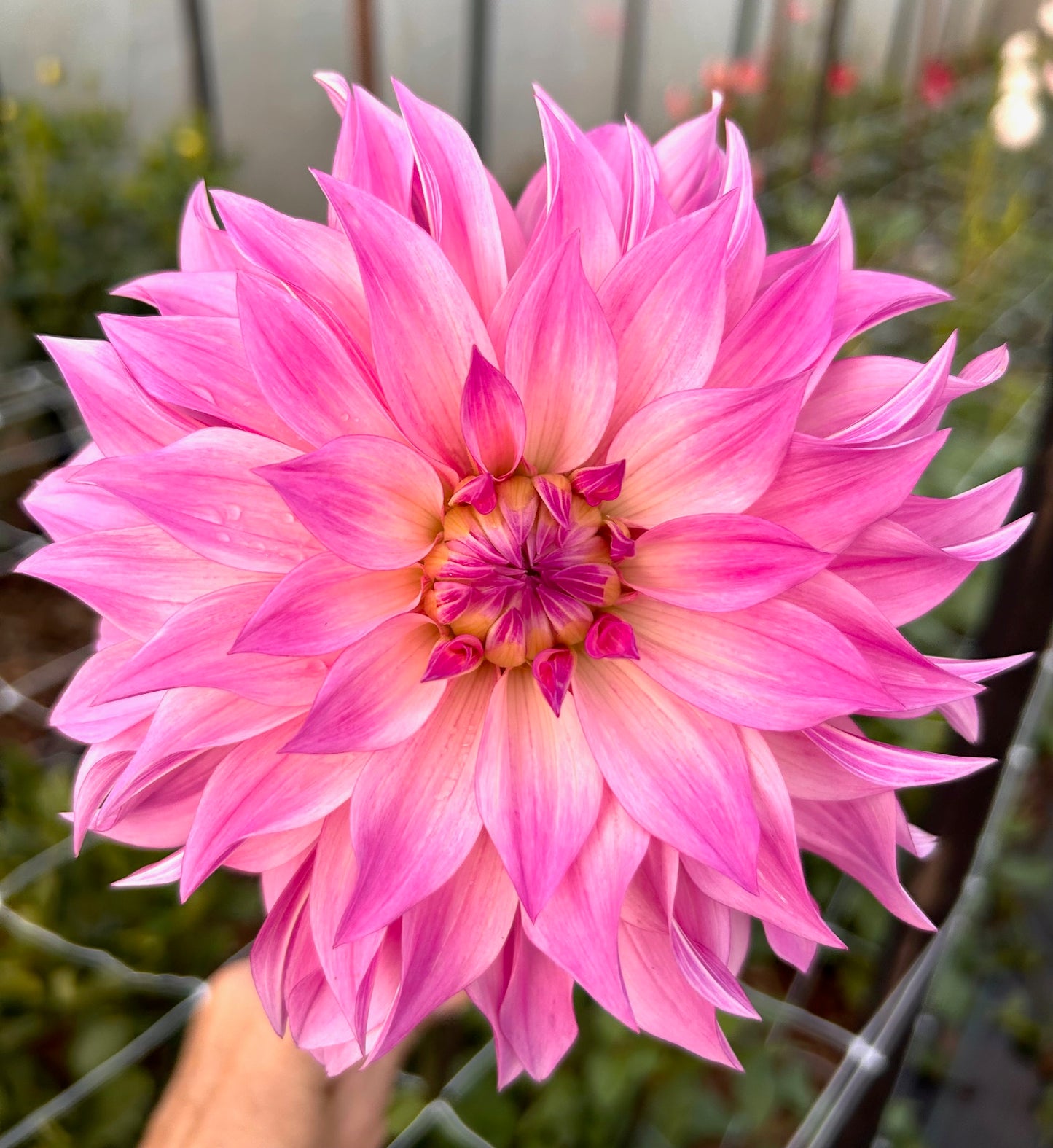 Florelie Meagan - Dahlia Tuber