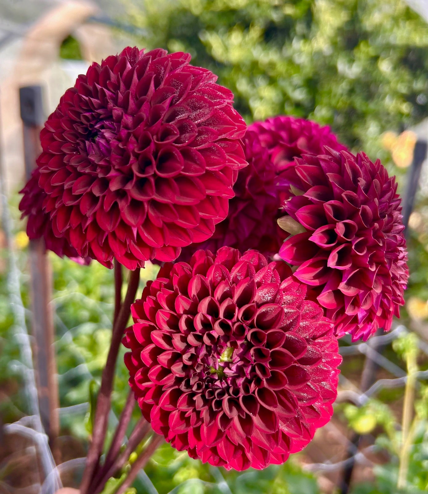Florelie Queen of Hearts - Dahlia Tuber