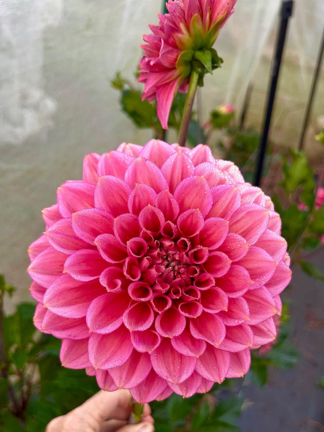 Florelie Guava - Dahlia Tuber