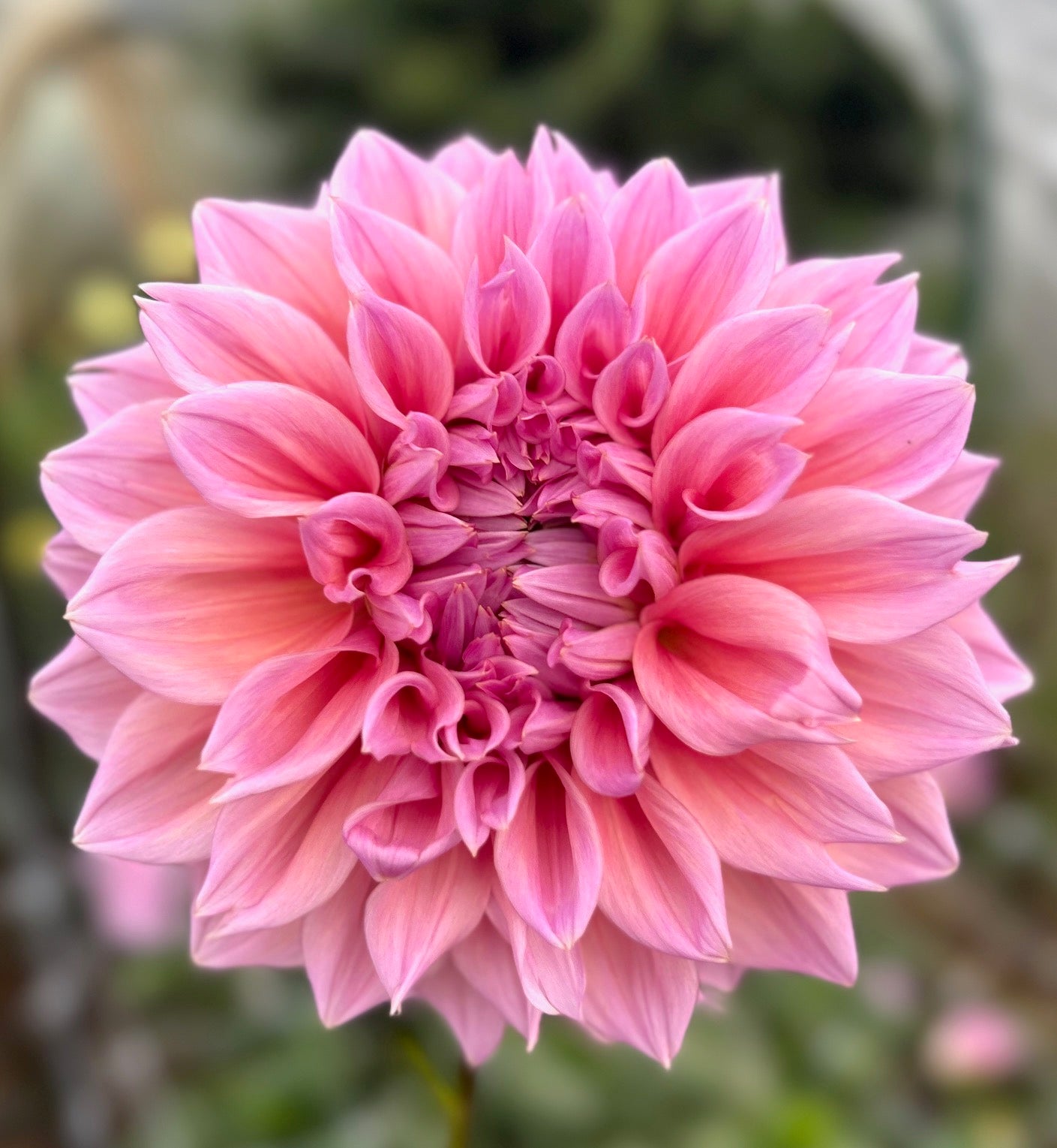 Formby Monach (aka Under the Sea) Dahlia Tuber