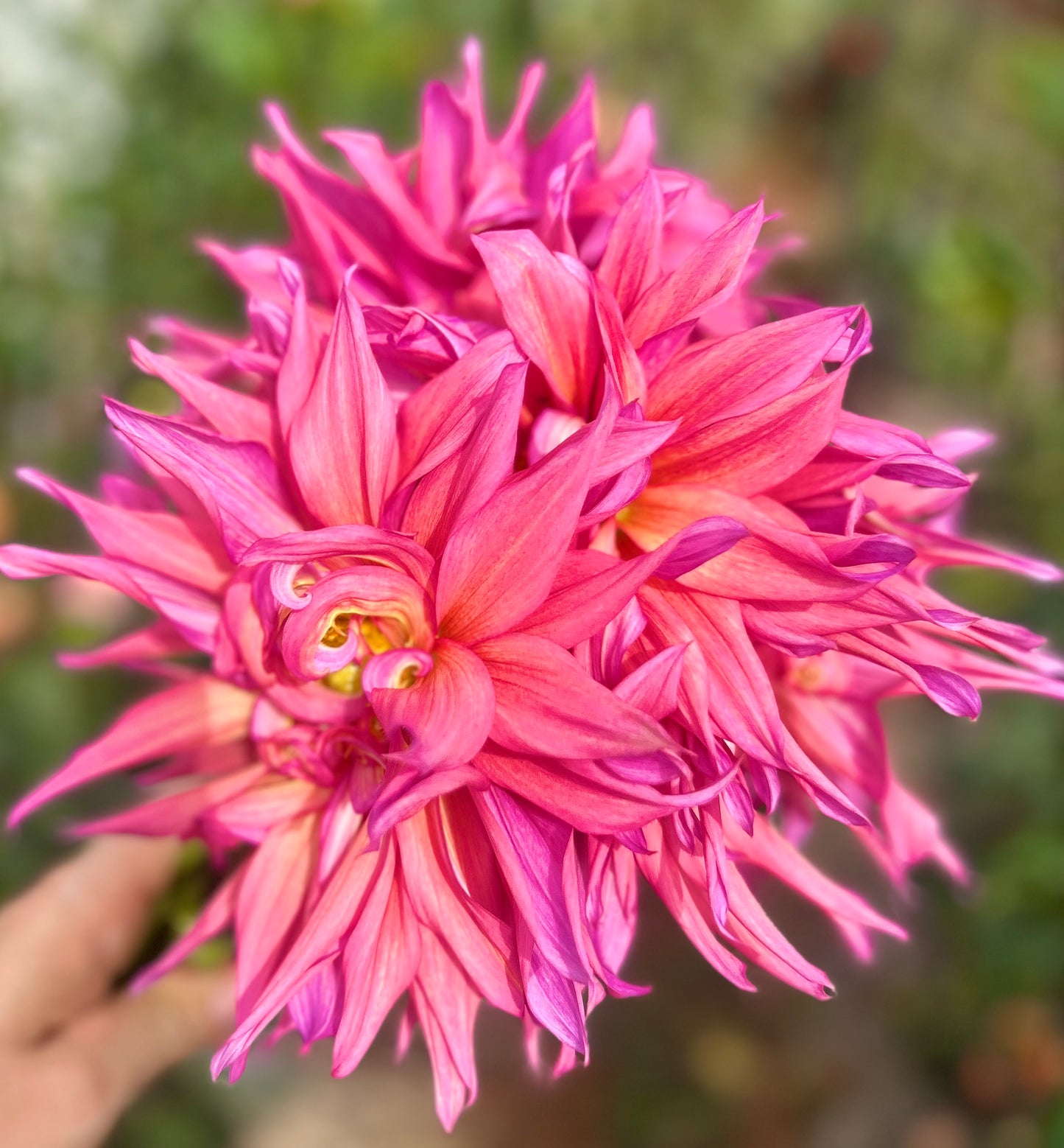 French Watermelon - Dahlia Tuber