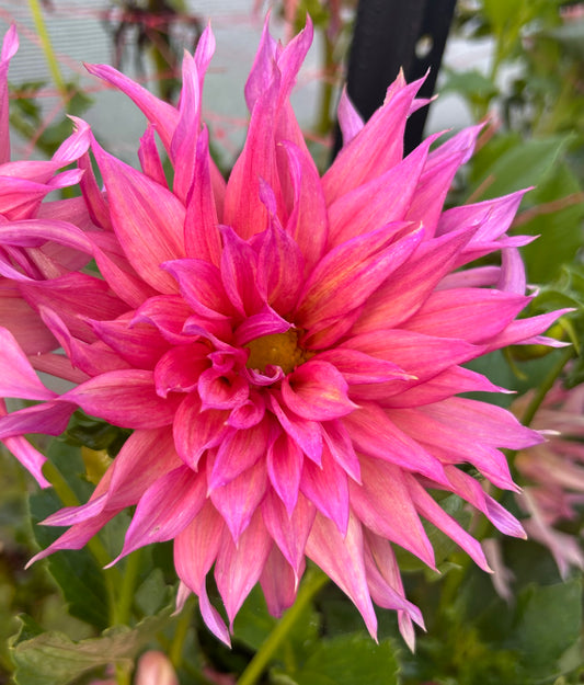 French Watermelon - Dahlia Tuber