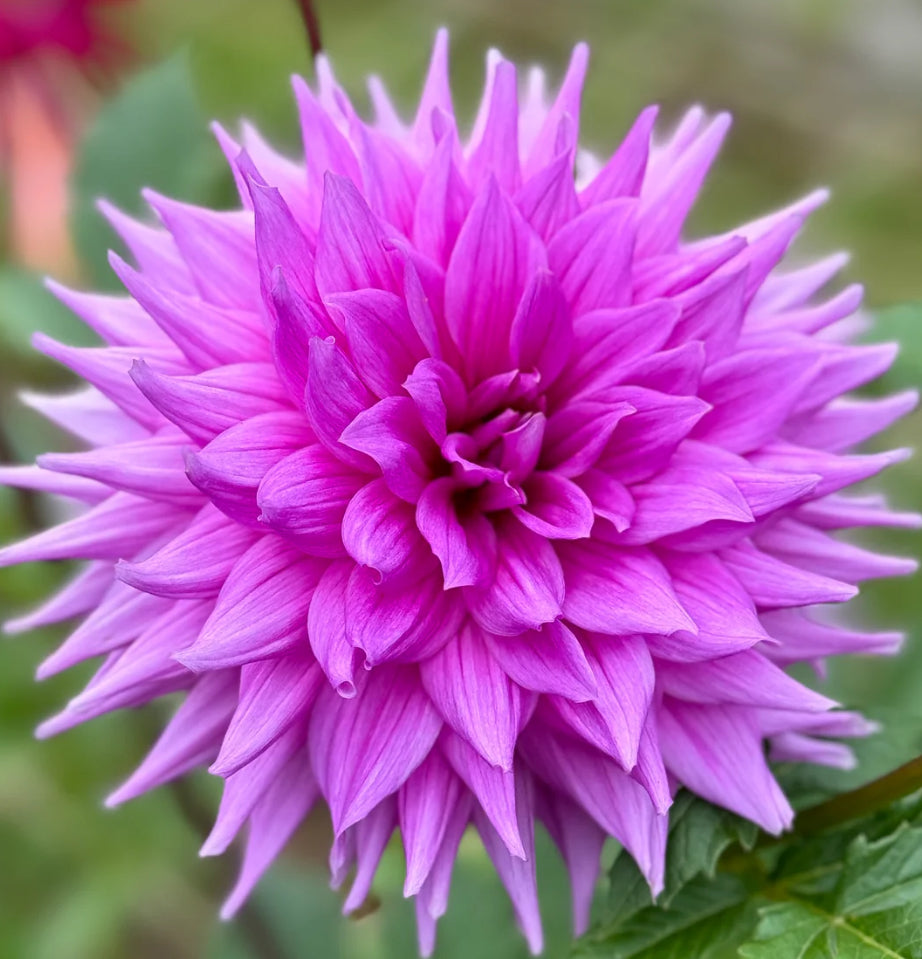 Hedge Hog - Dahlia Tuber