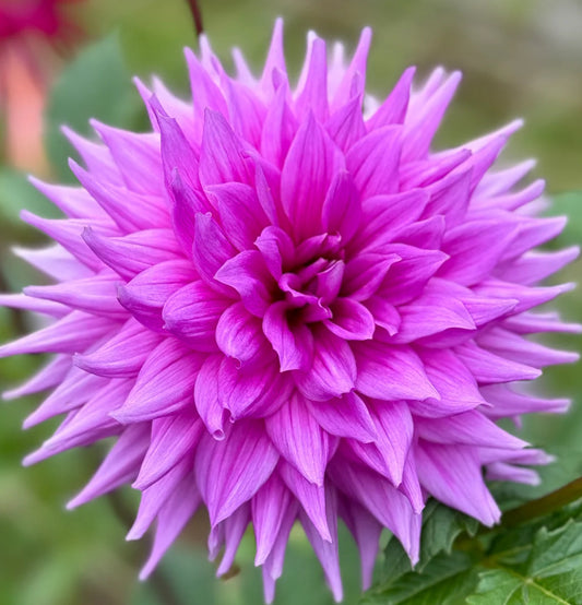 Hedge Hog - Dahlia Tuber