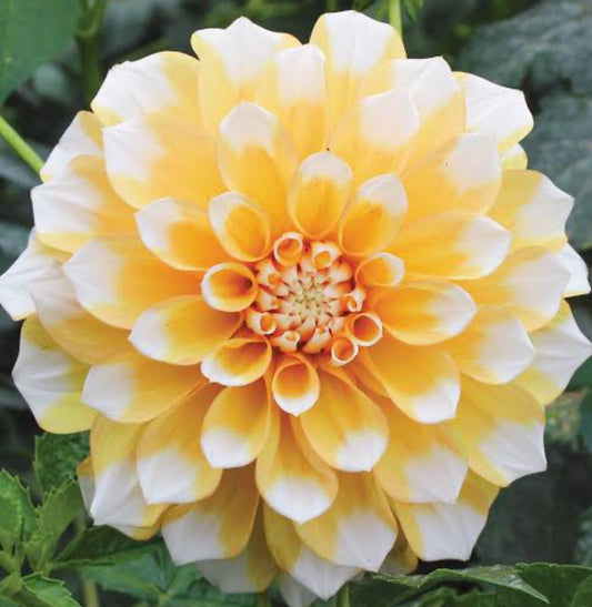 Corn Flake - Dahlia Tuber