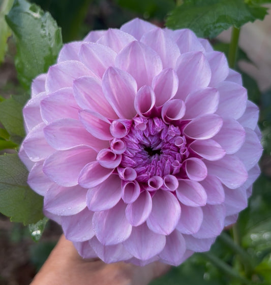 Jeff Bloom - Dahlia Tuber