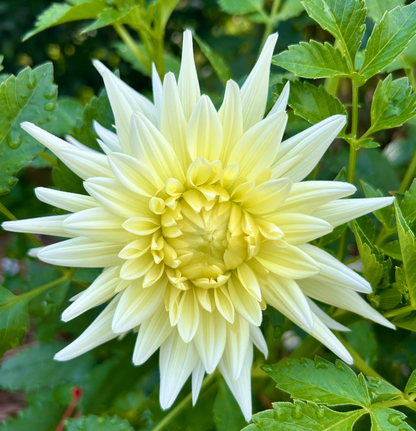 Gleam - Dahlia Tuber