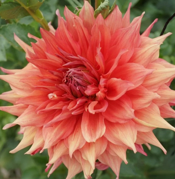 Glenmarc Kandina Dahlia Tuber