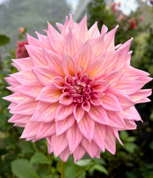 Glenmarc Kim - Dahlia Tuber