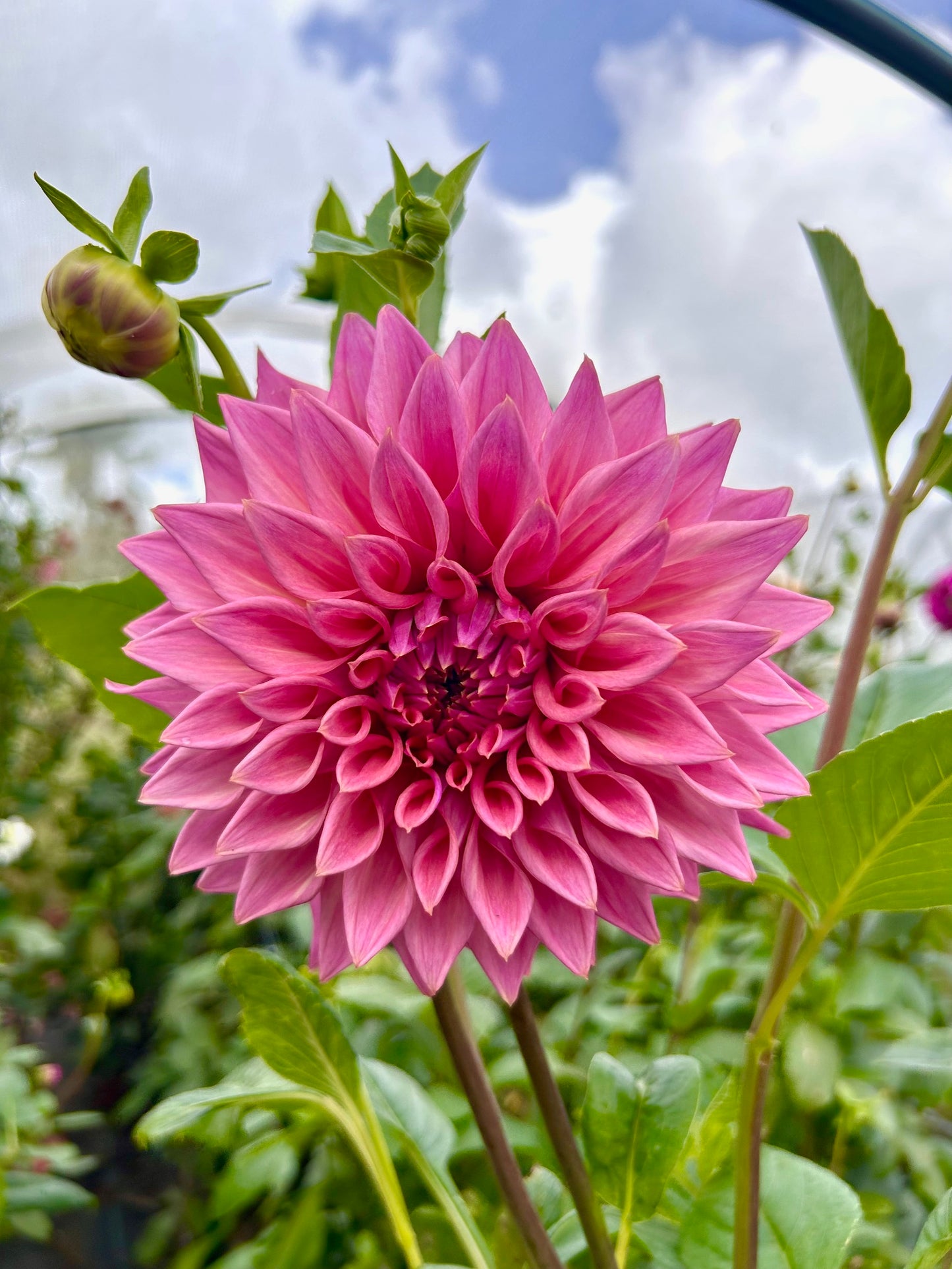 Glenmarc Kim - Dahlia Tuber