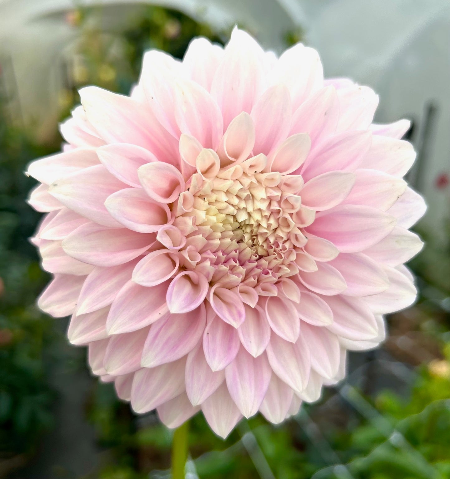 Glenmarc Lavender Blush - Dahlia Tuber