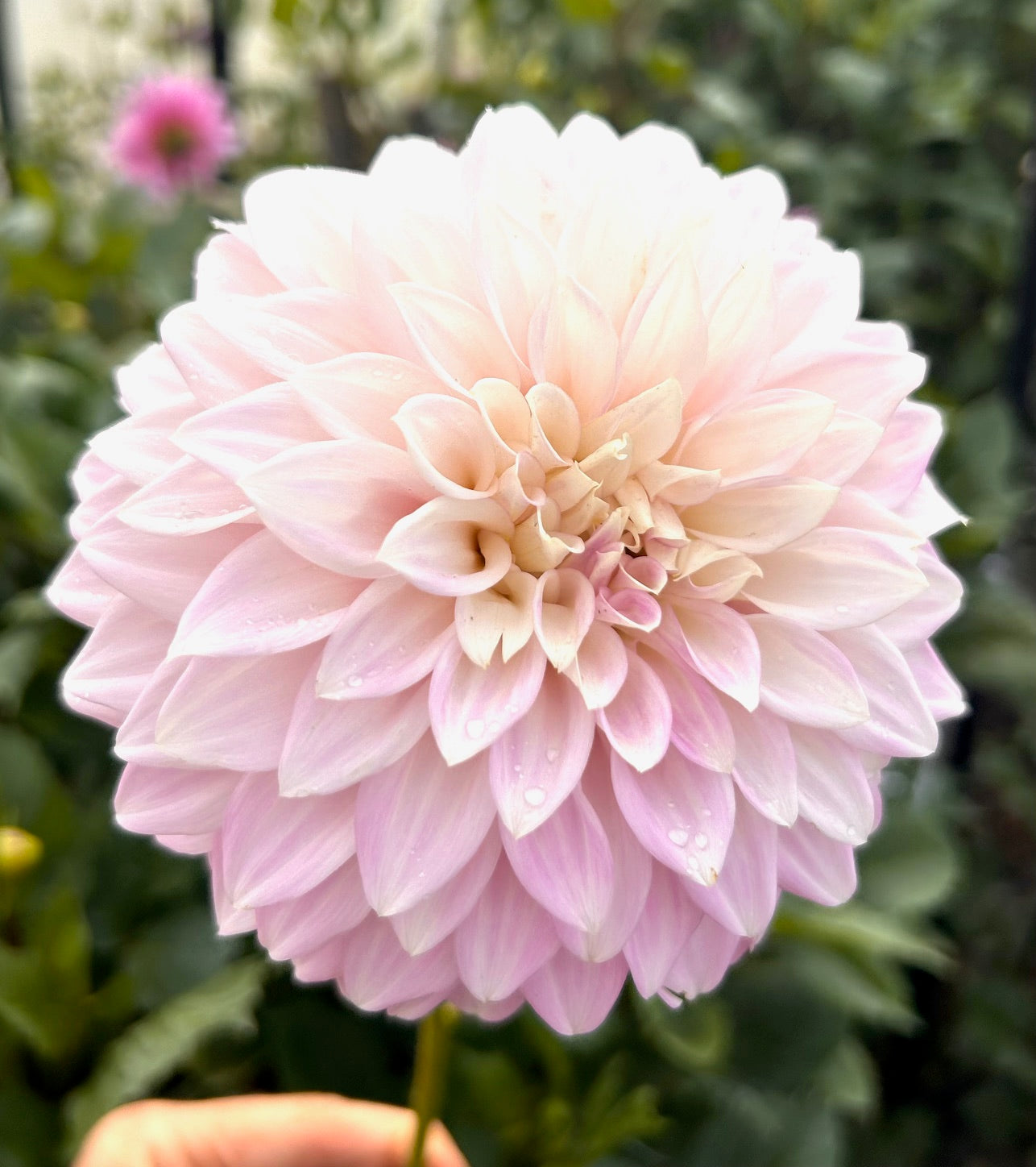 Glenmarc Lavender Blush - Dahlia Tuber