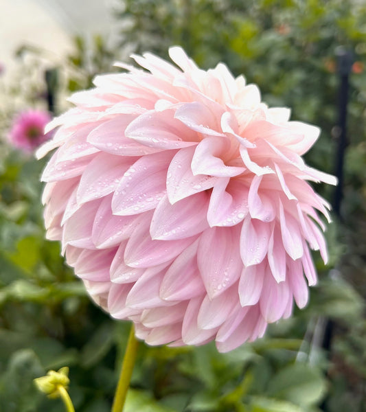 Glenmarc Lavender Blush - Dahlia Tuber