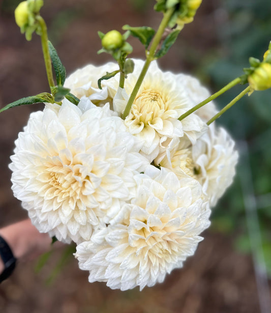 Goddess - Dahlia Tuber