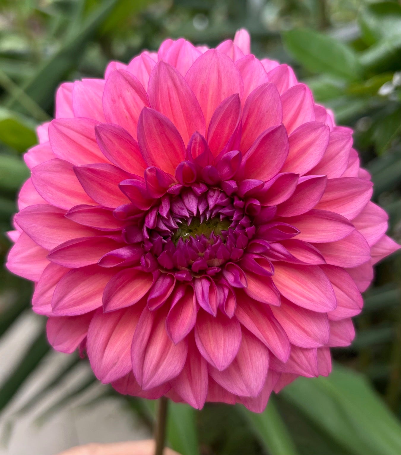 Gosia Fruit Tango - Dahlia Tuber