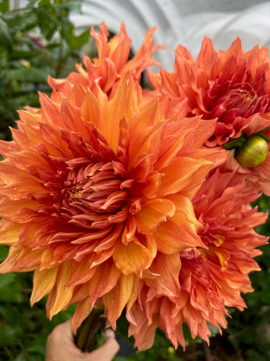 Hamari Gold - Dahlia Tuber