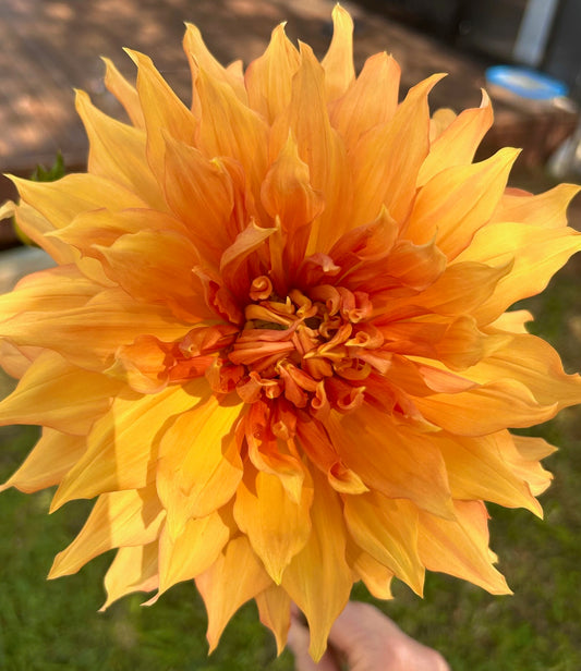 Hamari Gold - Dahlia Tuber (Available 2026)