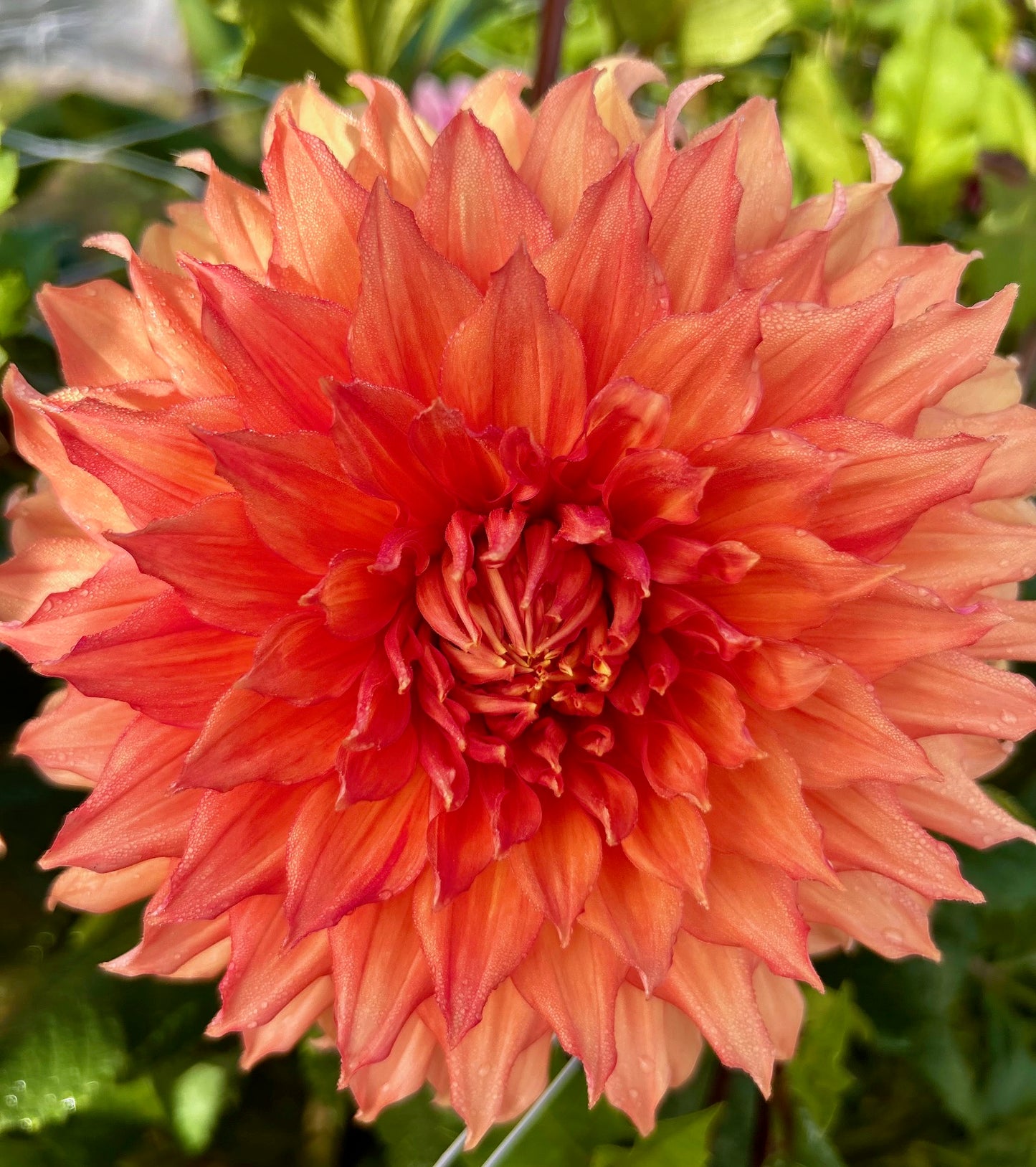 Hamari Gold - Dahlia Tuber