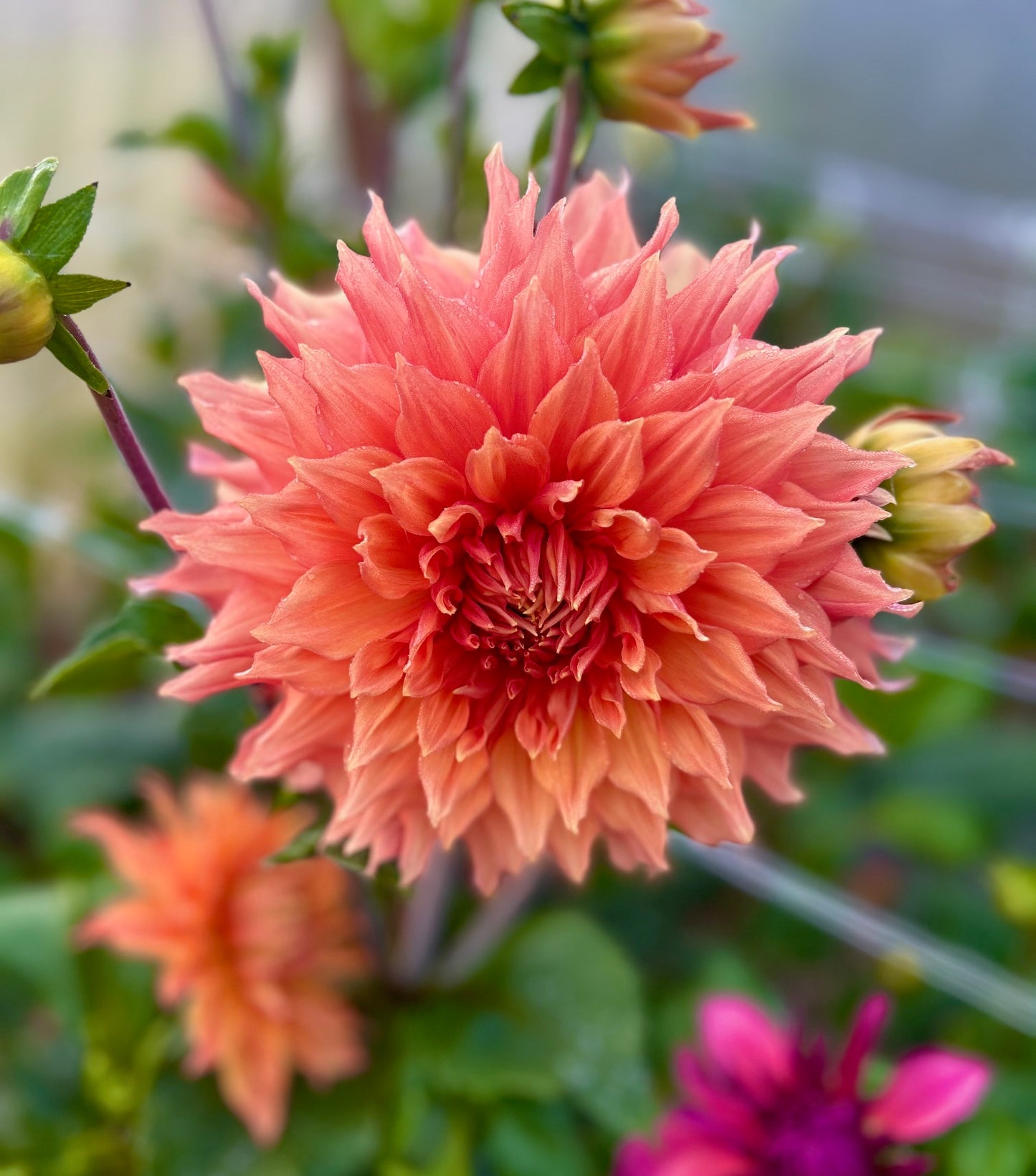Hamari Gold - Dahlia Tuber
