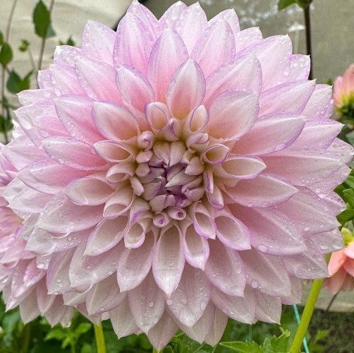 Hayden - Dahlia Tuber