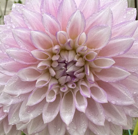 Hayden - Dahlia Tuber
