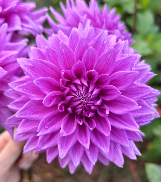 Hedge Hog - Dahlia Tuber