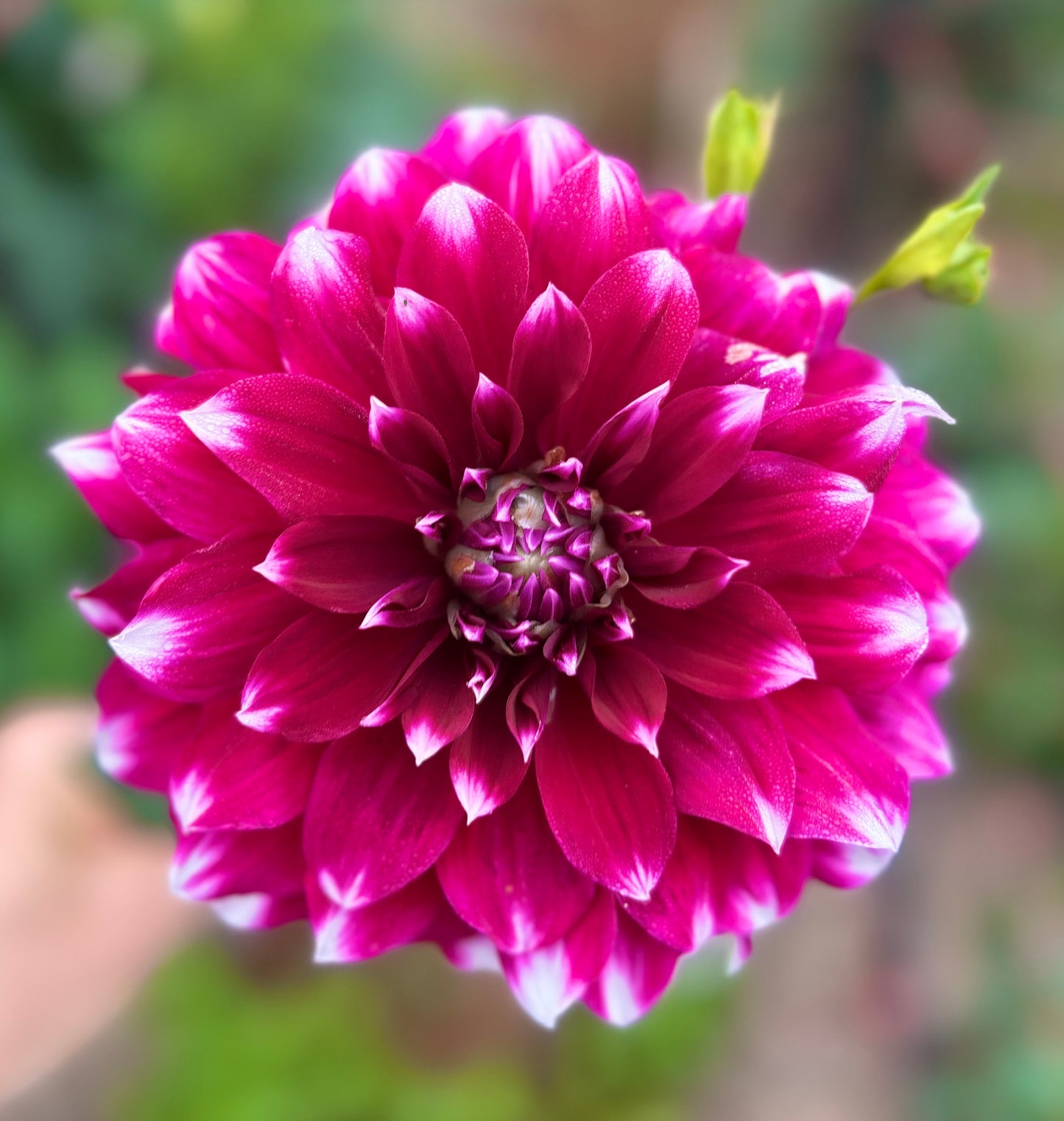 Helena  - Dahlia Tuber