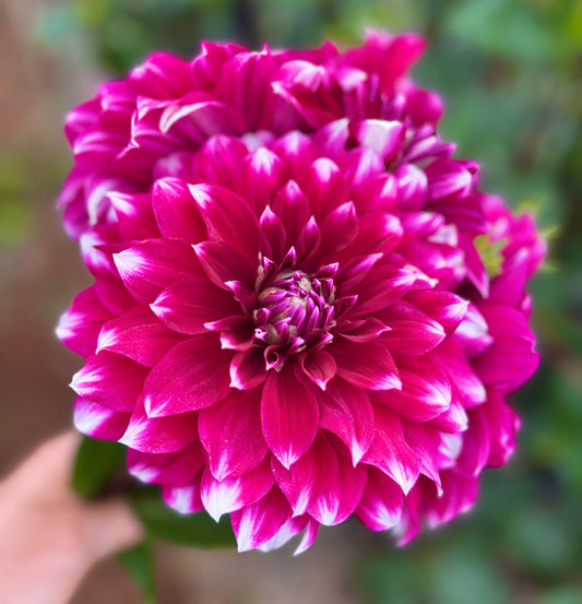 Helena  - Dahlia Tuber