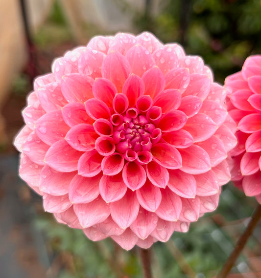 Hillier Tanunda - Dahlia Tuber