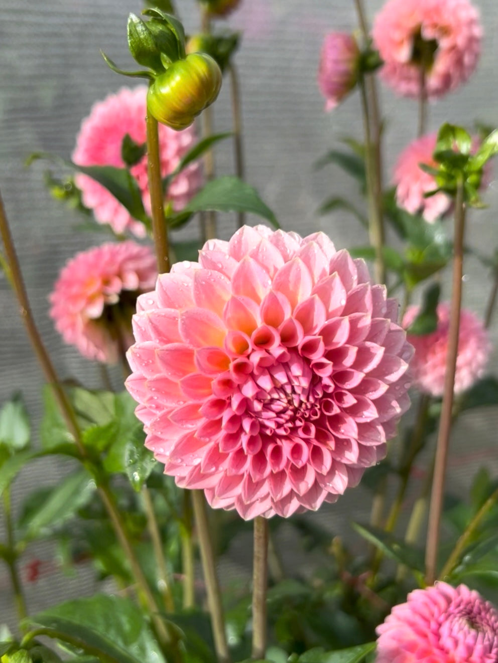 Hillier Tanunda - Dahlia Tuber