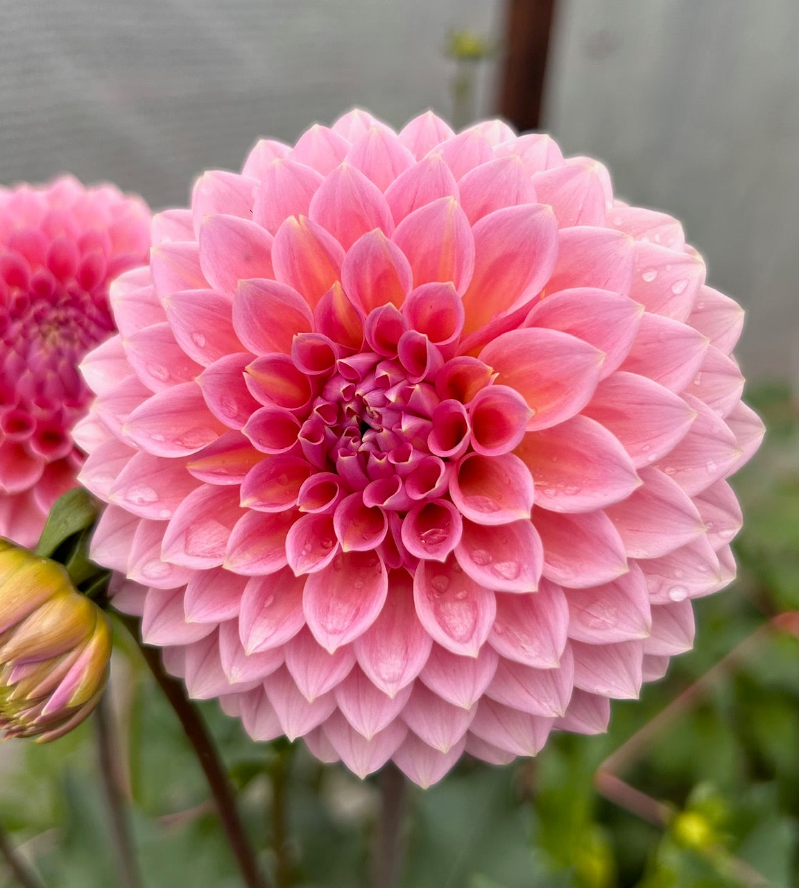 Hillier Tanunda - Dahlia Tuber