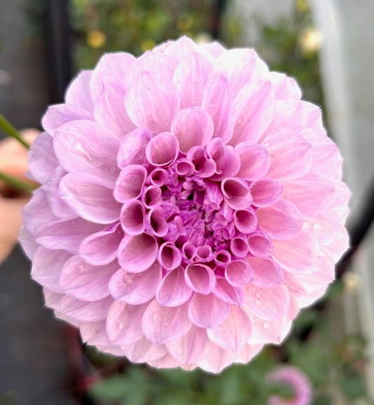 Jeff Bloom - Dahlia Tuber