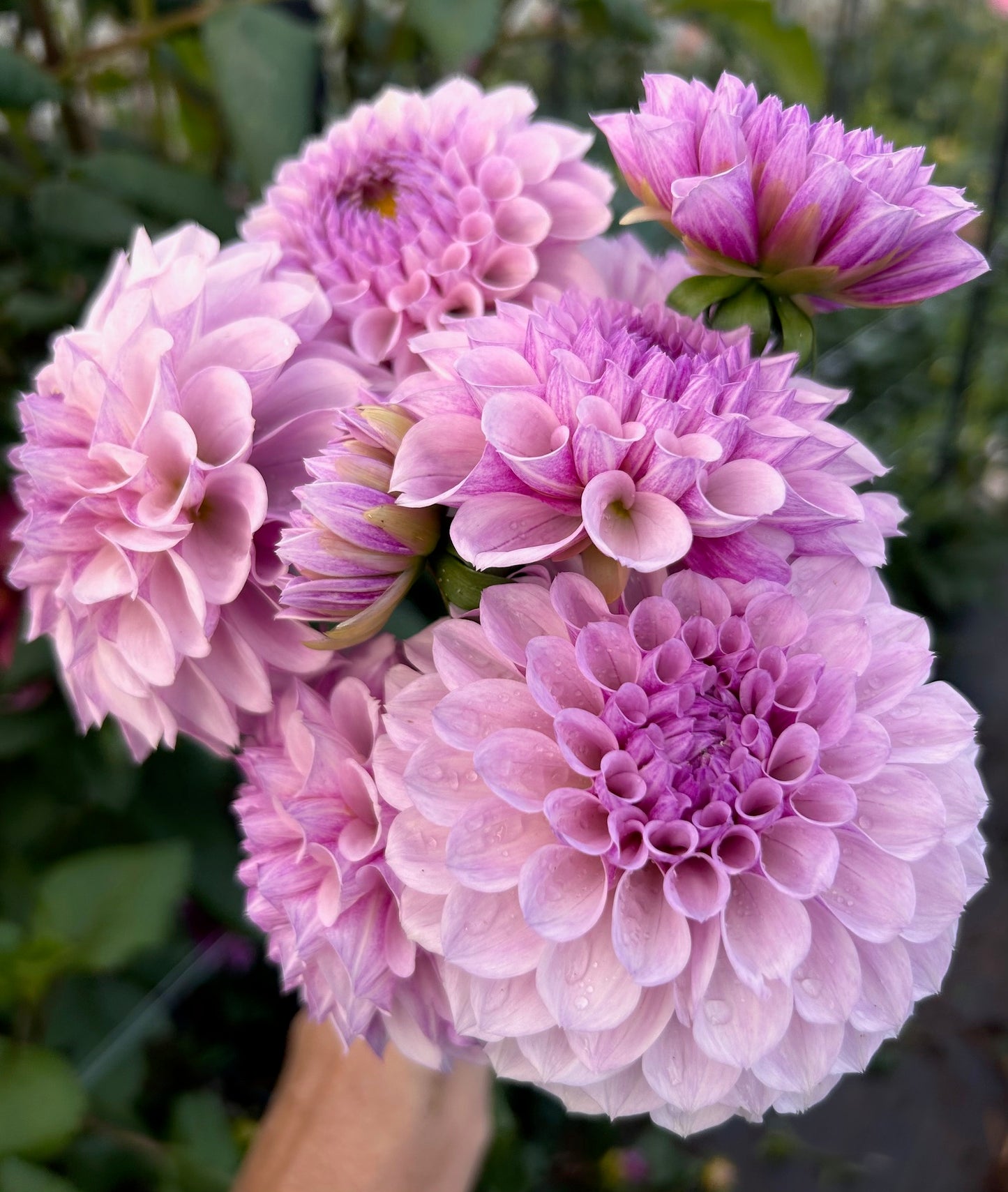 Jeff Bloom - Dahlia Tuber