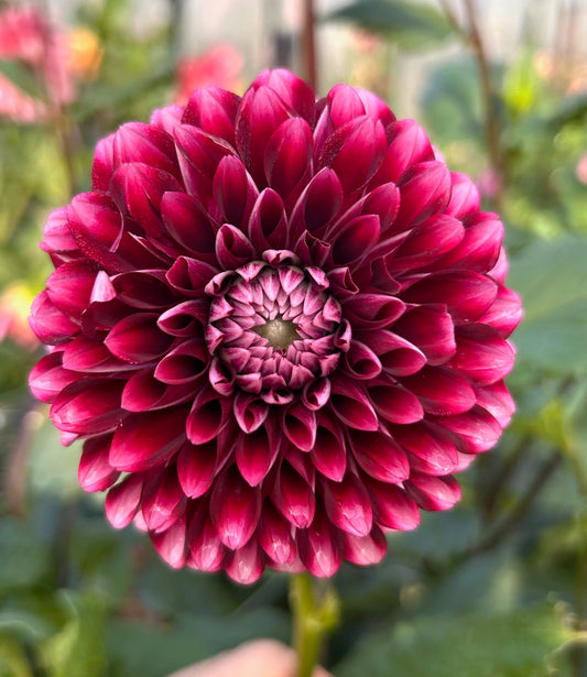 Jesse Rita Bi-Colour - Dahlia Tuber