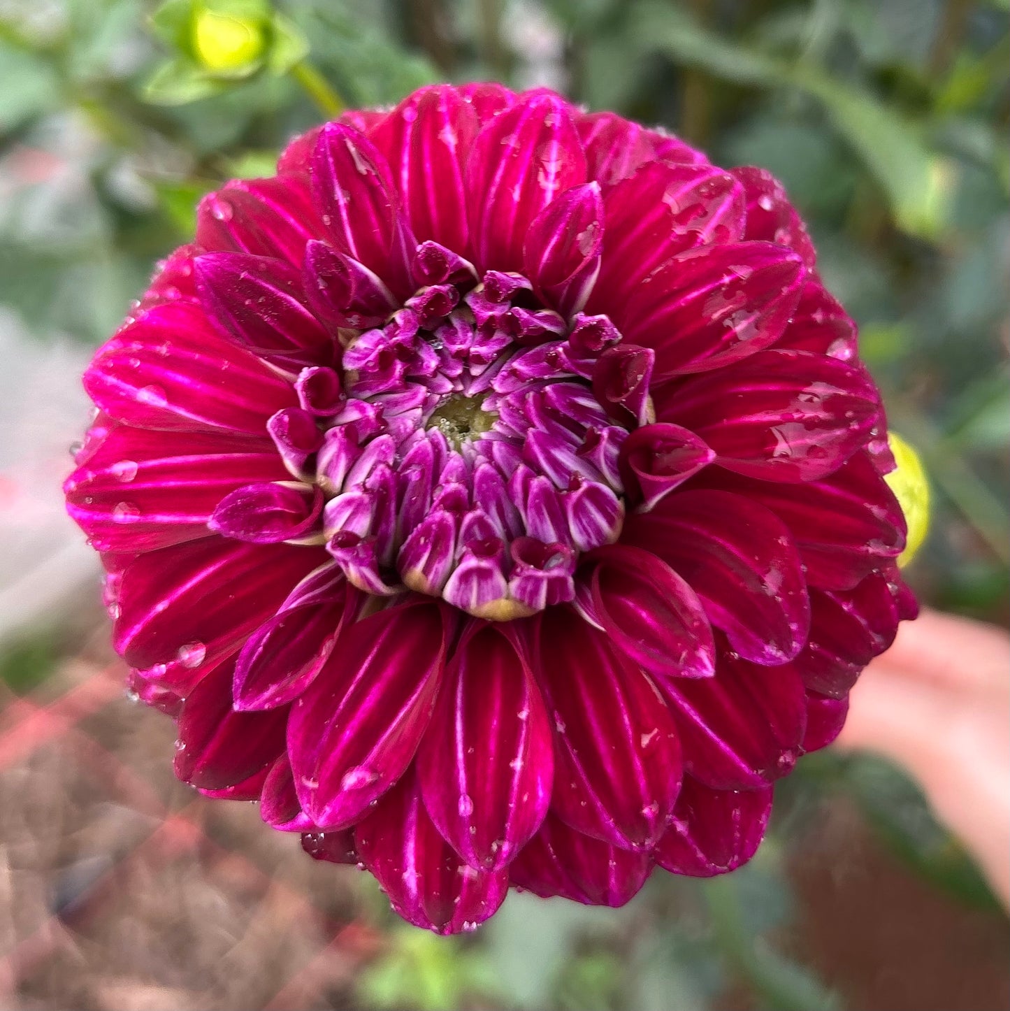 Kashmir - Dahlia Tuber