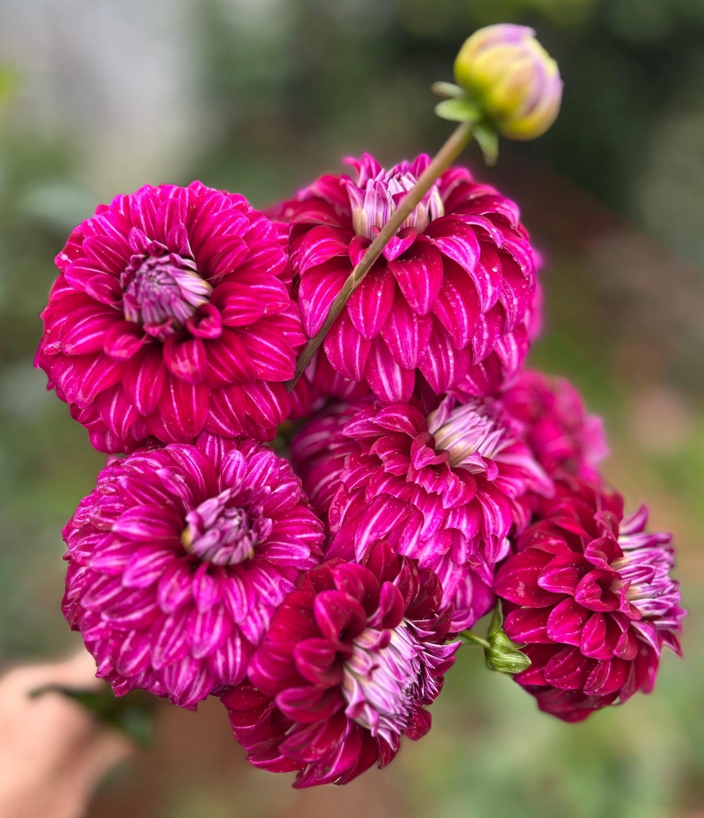 Kashmir - Dahlia Tuber