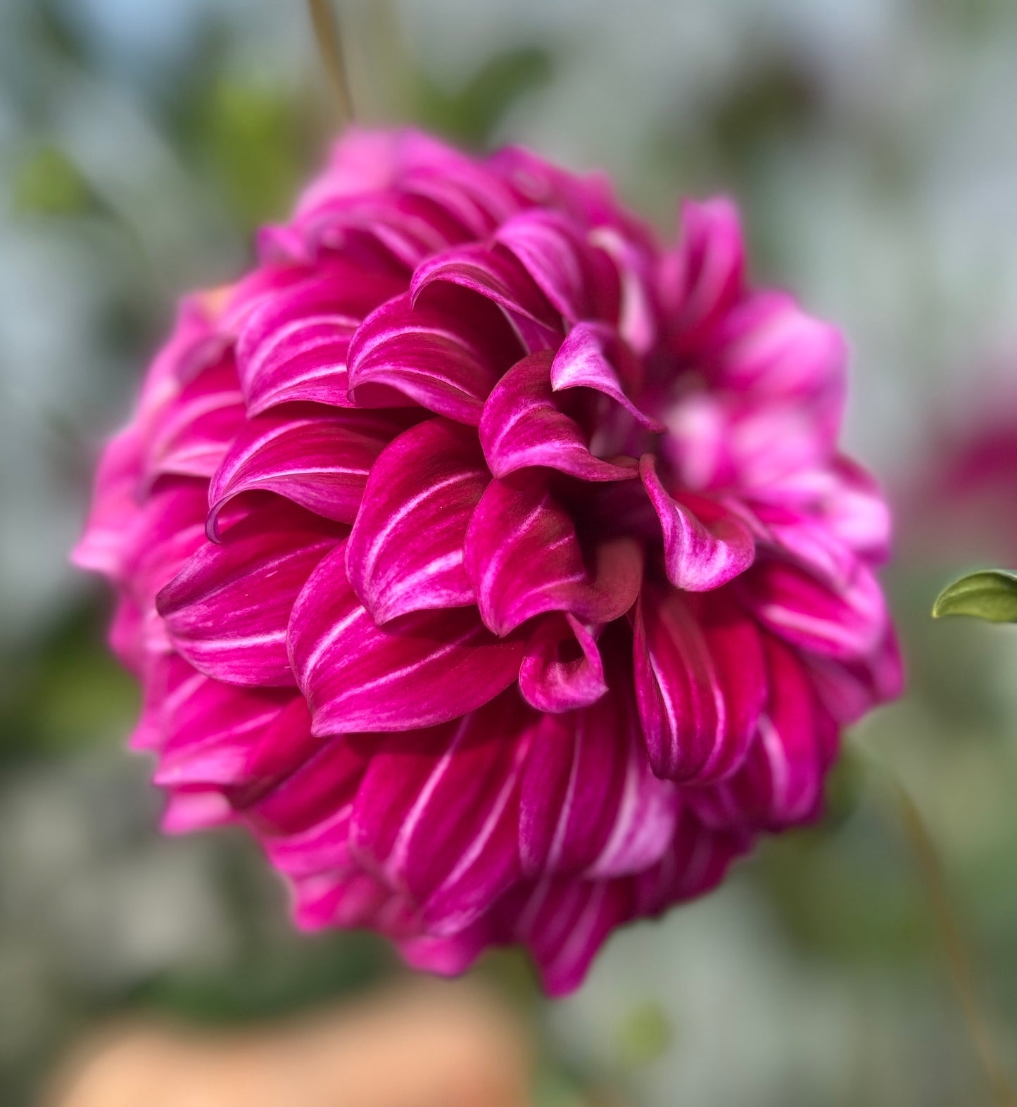 Kashmir - Dahlia Tuber