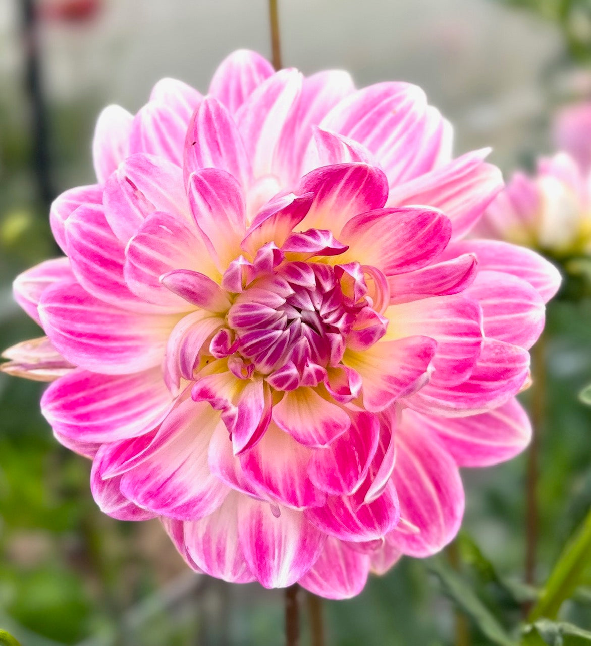 Kelgai Ann - Dahlia Tuber