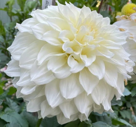 Kea Magic - Dahlia Tuber