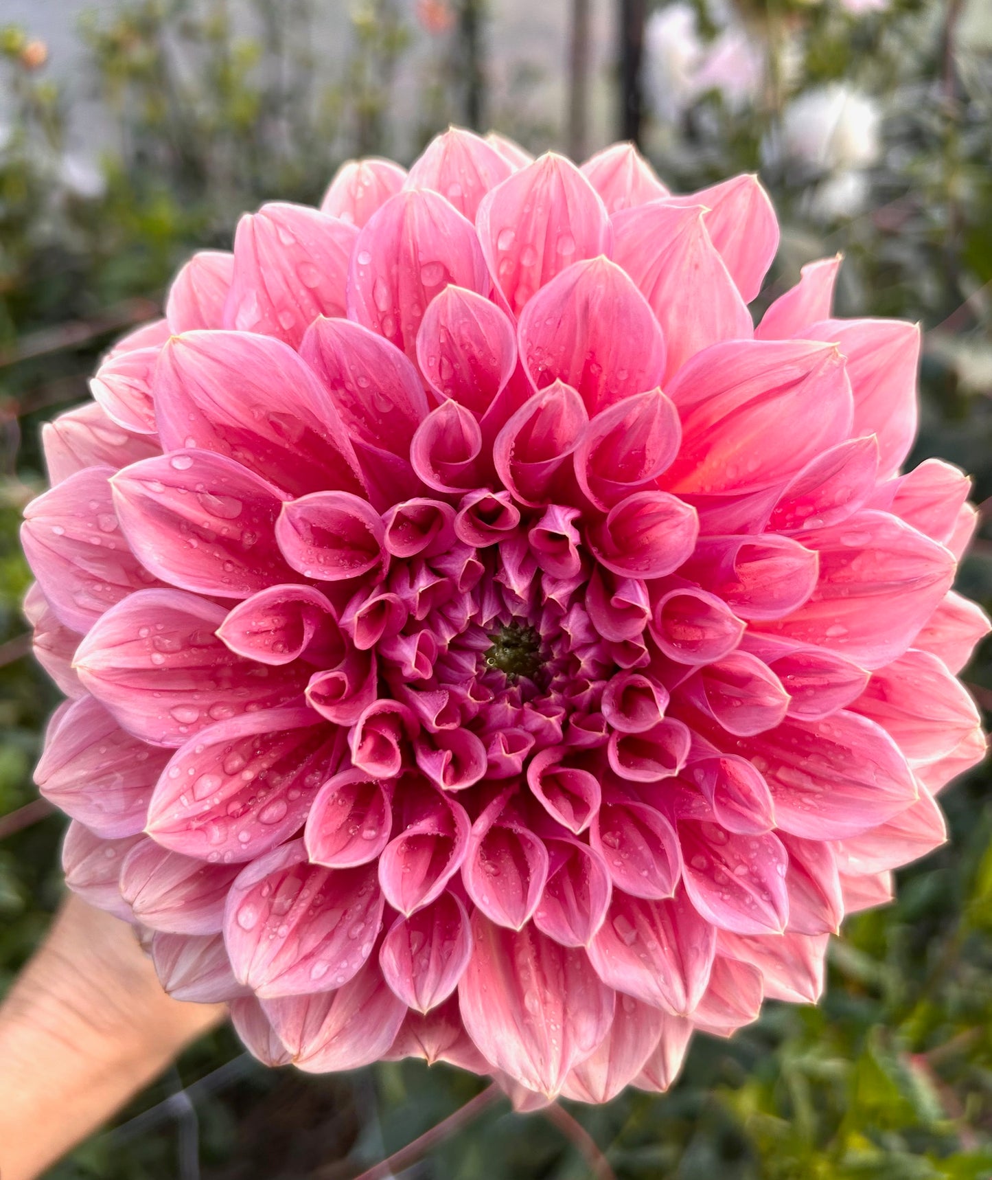 Kiara Marilyn - Dahlia Tuber