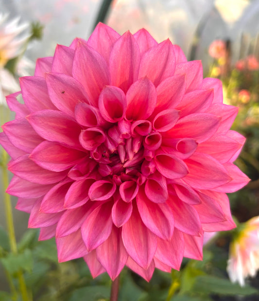 Kim's Valentine - Dahlia Tuber