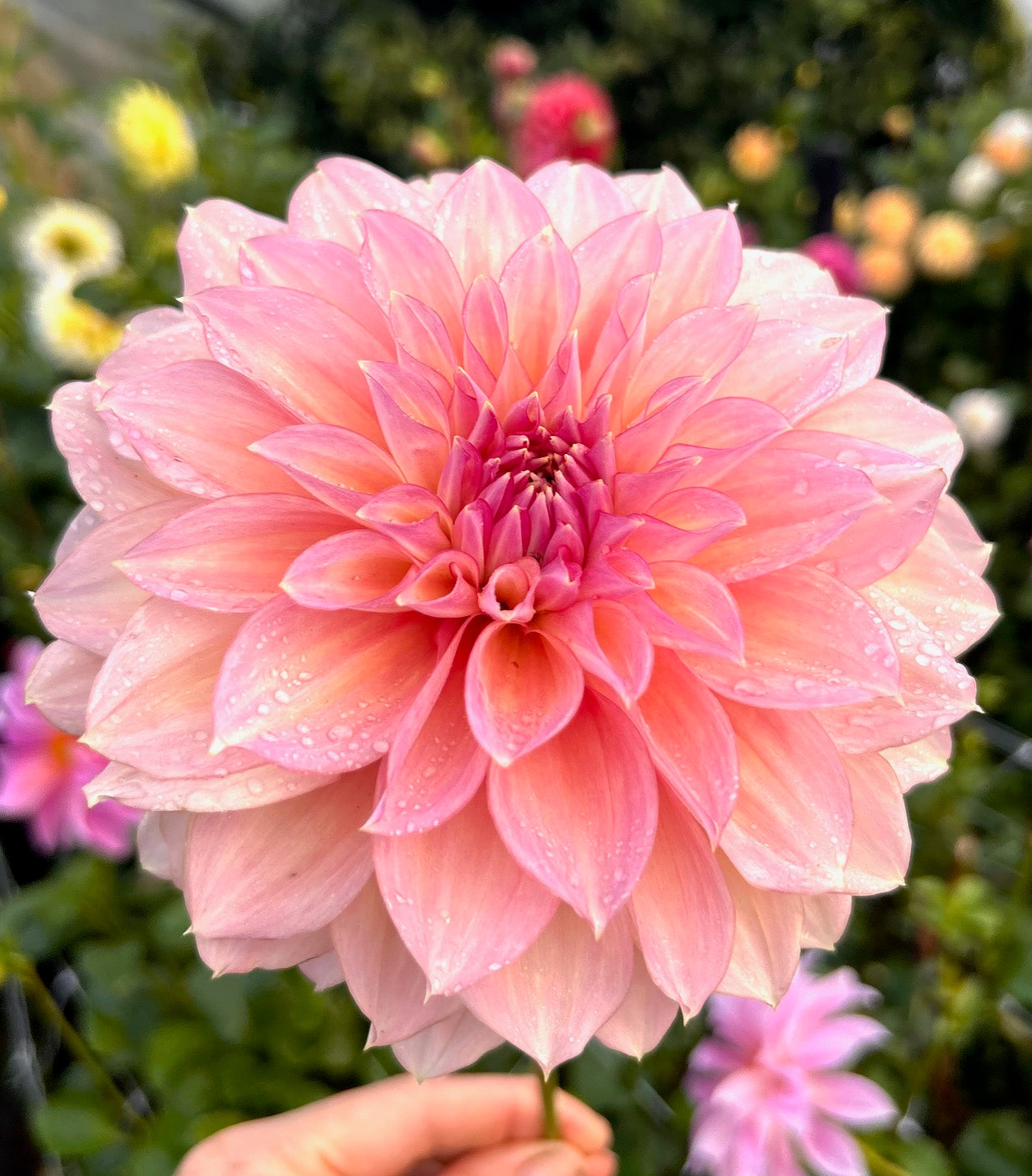 Kotora - Dahlia Tuber