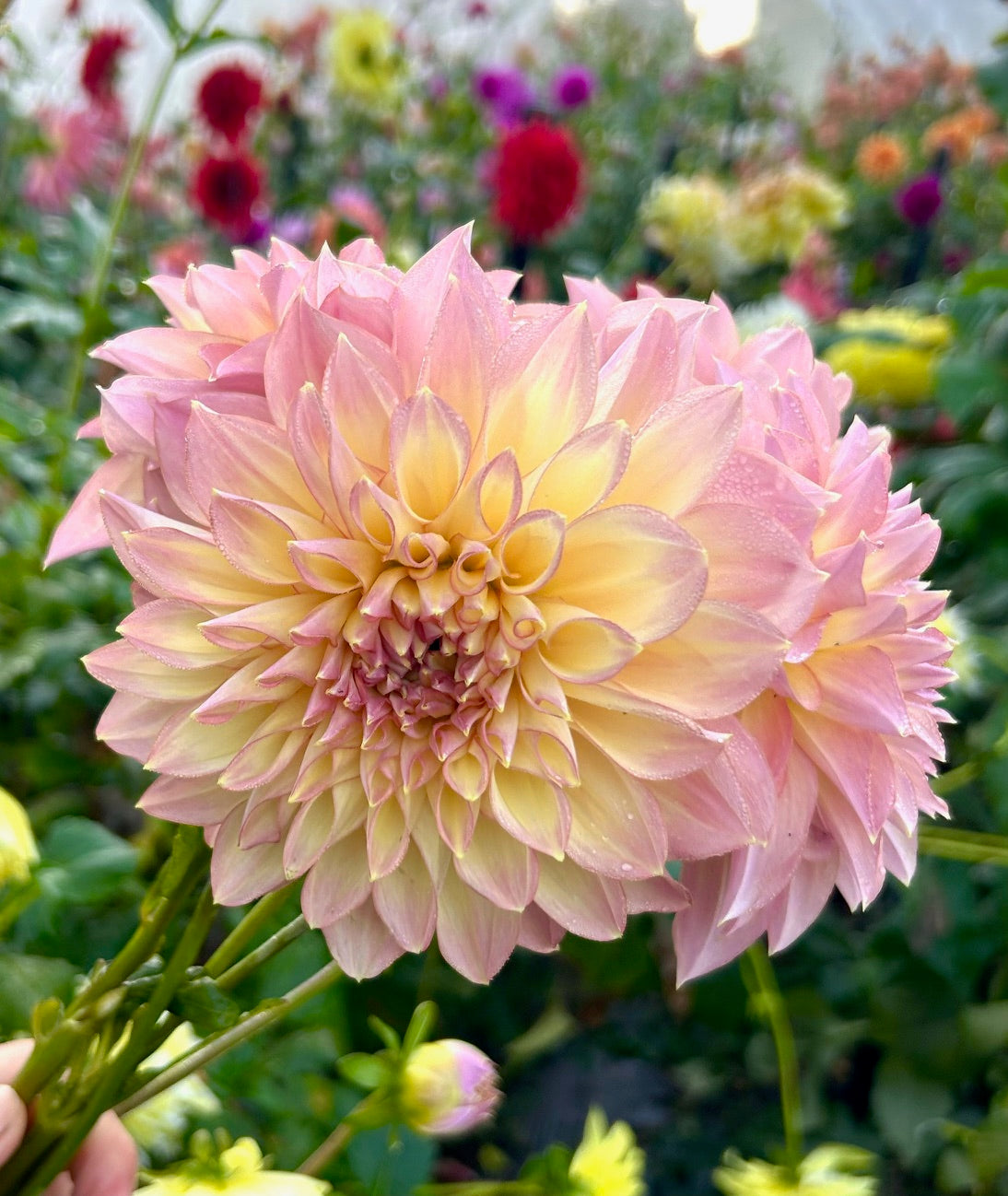 Kotora - Dahlia Tuber
