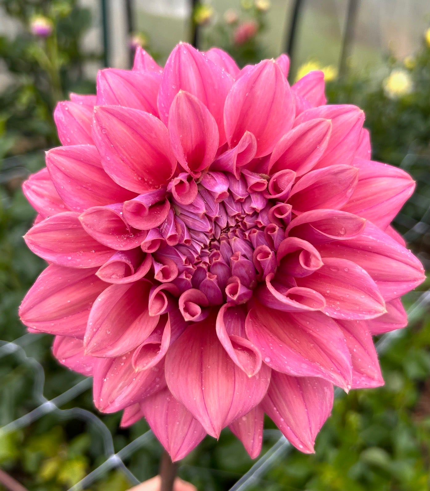Lileah Caramel Rose - Dahlia Tuber