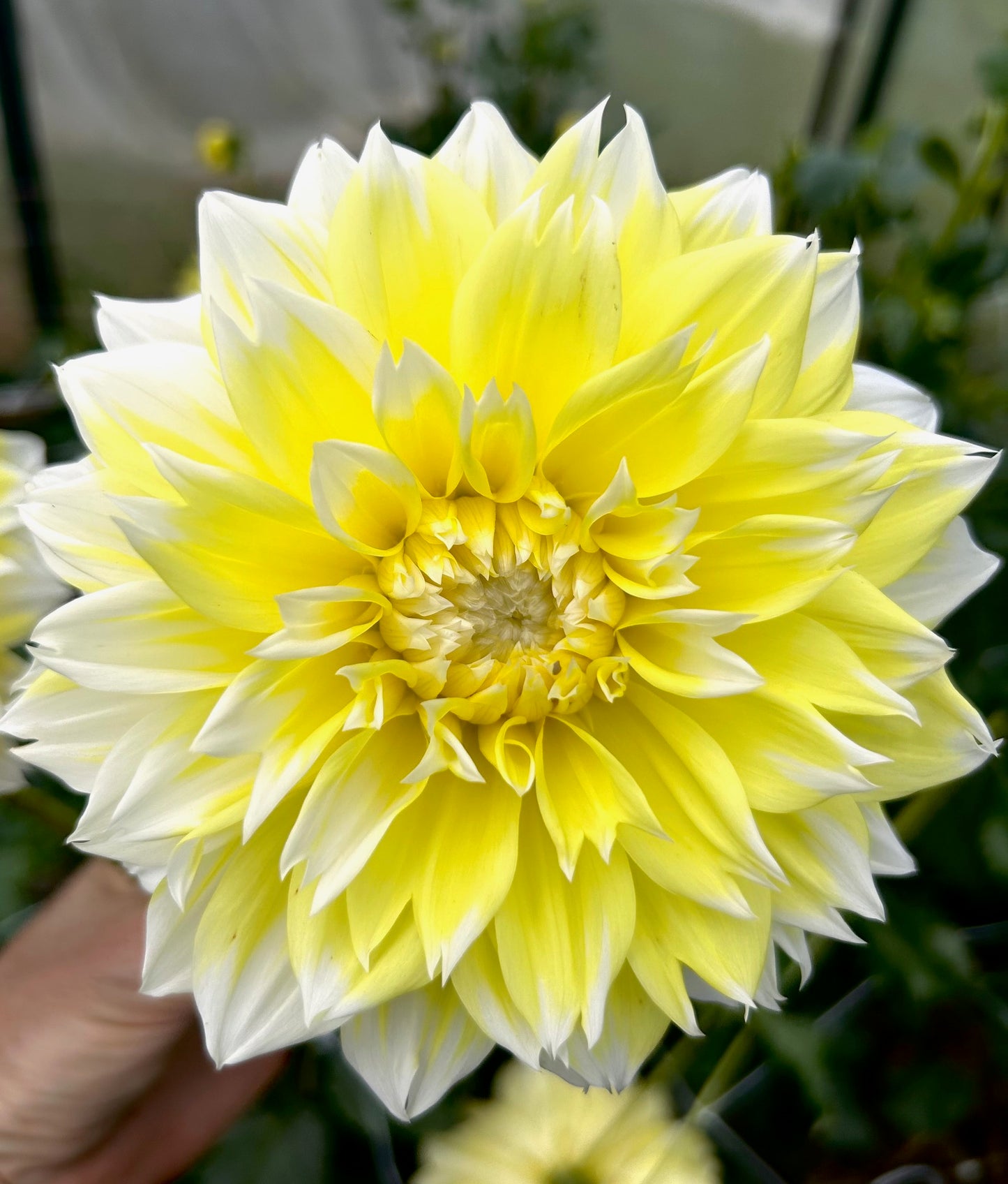 Lemon Snow - Dahlia Tuber