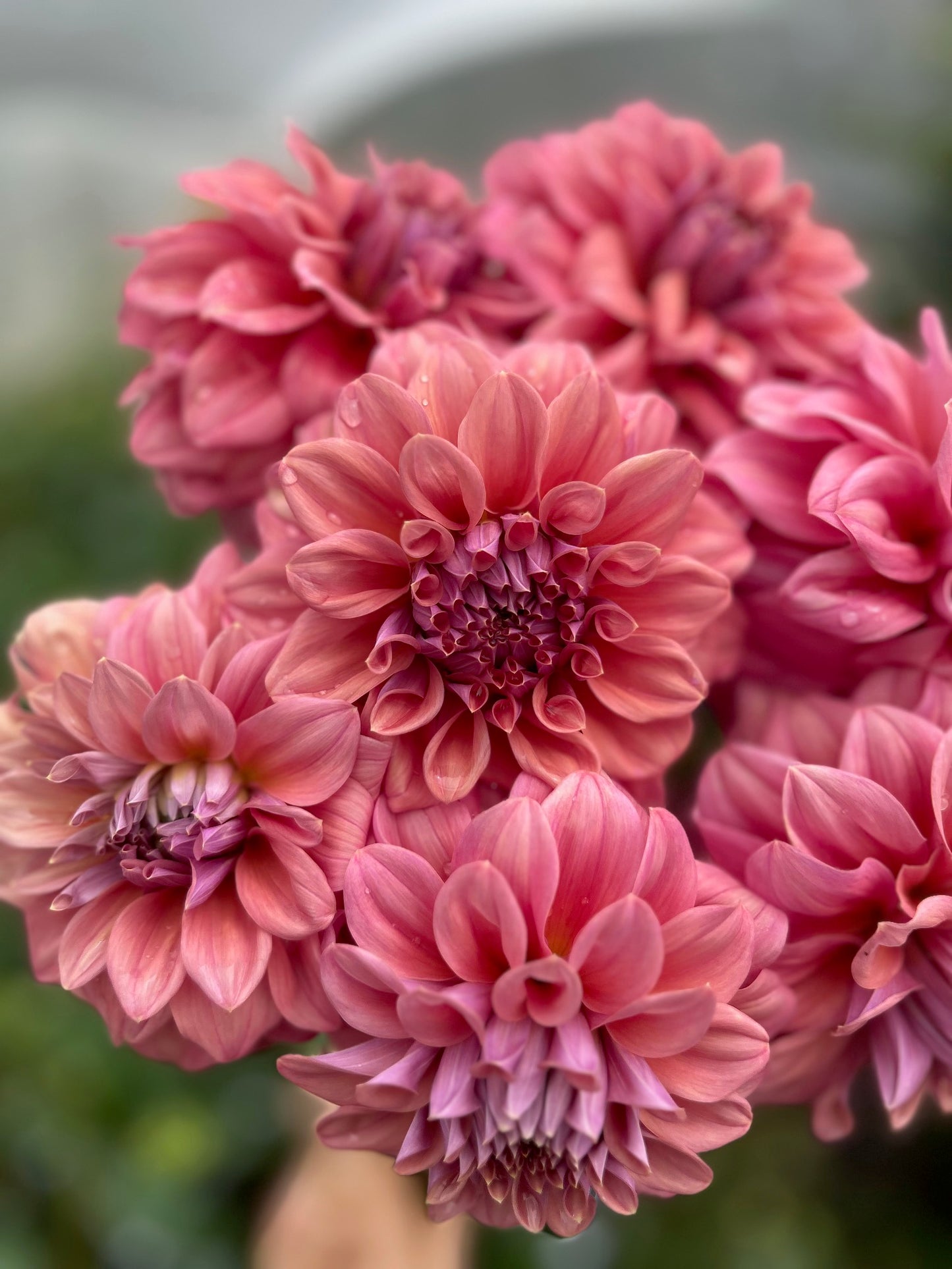 Lileah Caramel Rose - Dahlia Tuber